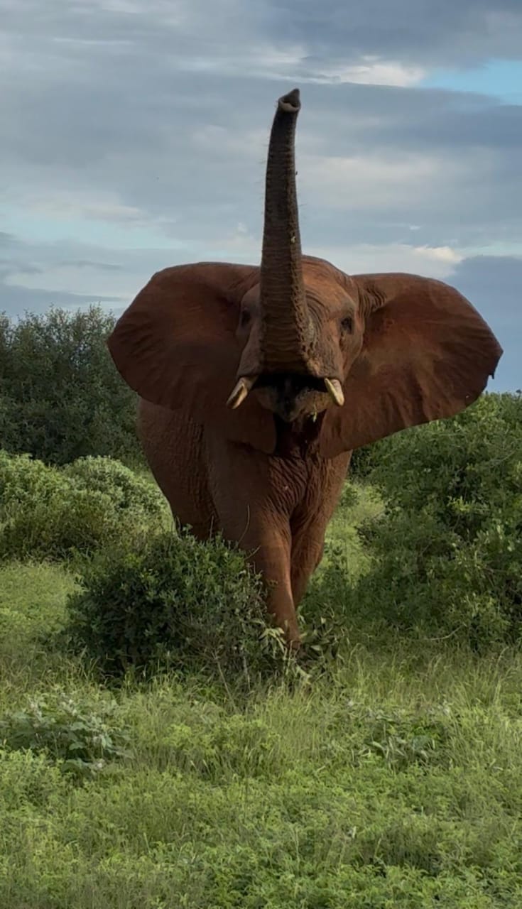 Elefante osservato da vicino durante il safari