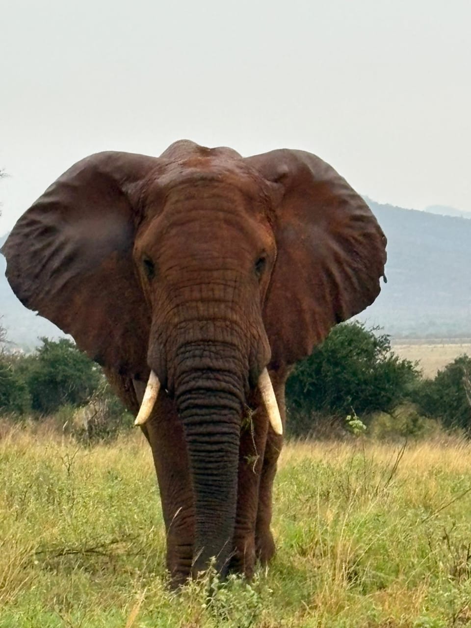 Elefante nella savana