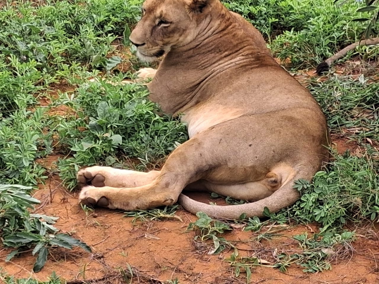 Leonessa nella vegetazione dello Tsavo