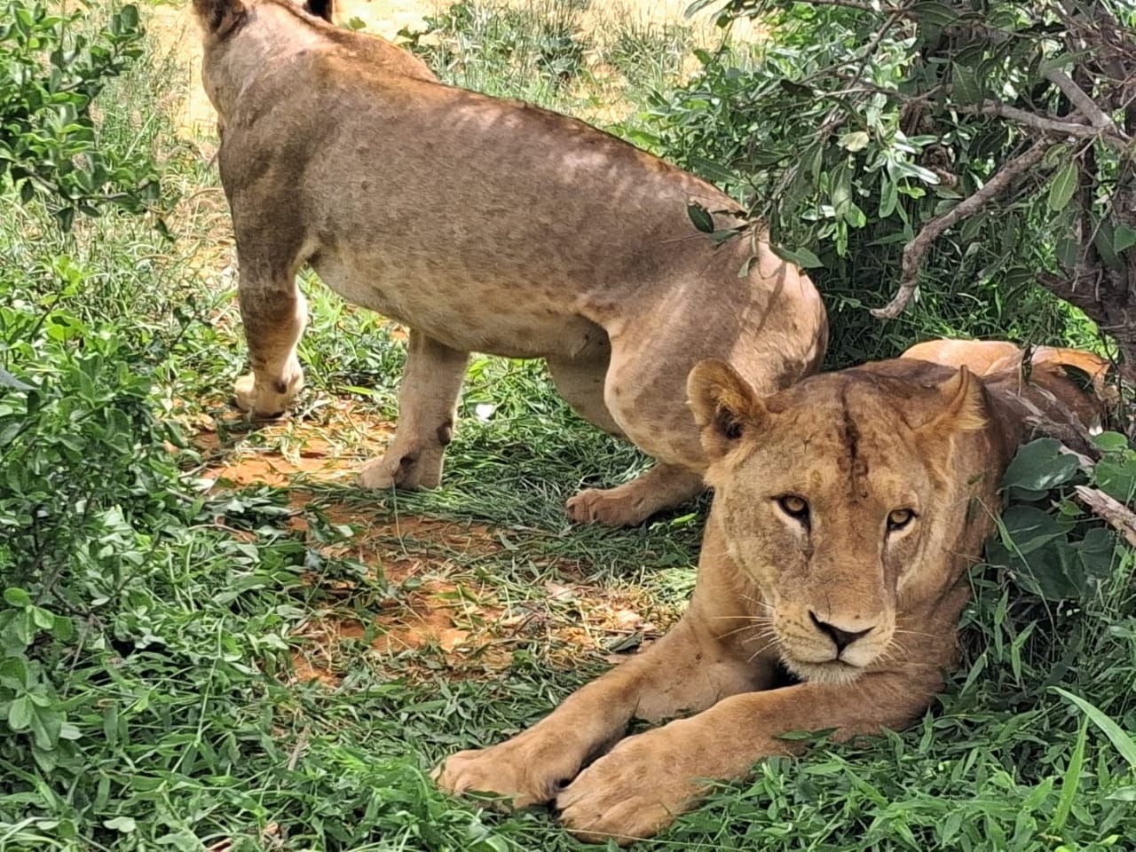 Due leonesse fra la vegetazione durante il safari