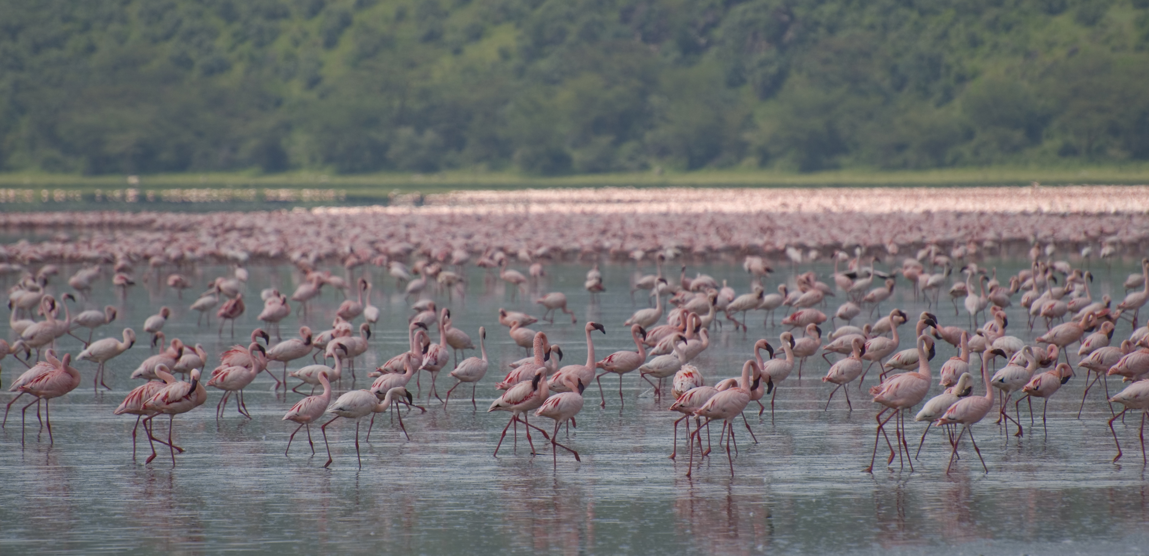 Una grande colonia di fenicotteri nelle acque del Lago Nakuru