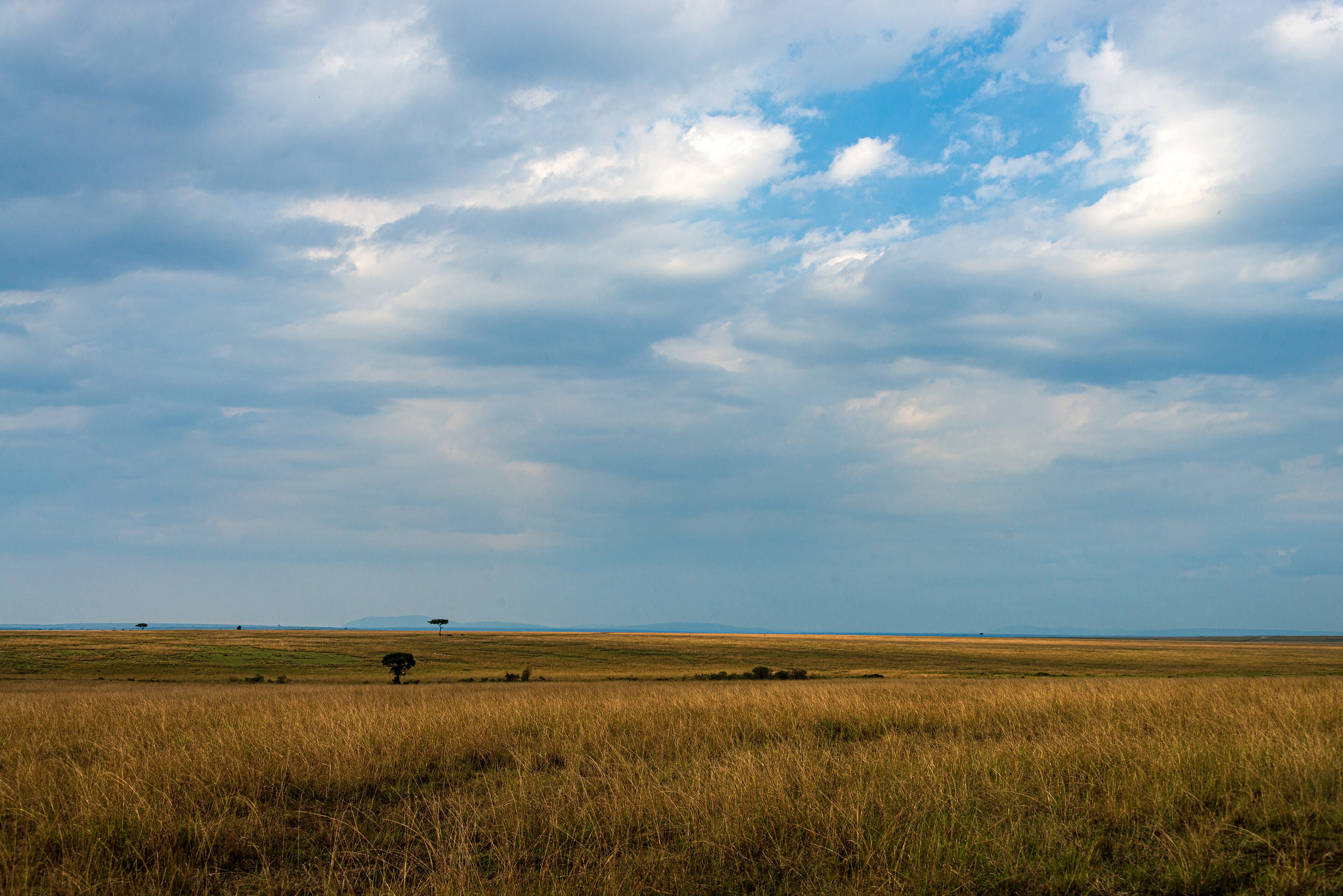 Le vaste pianure dorate del Maasai Mara sotto un cielo attraversato dalle nuvole
