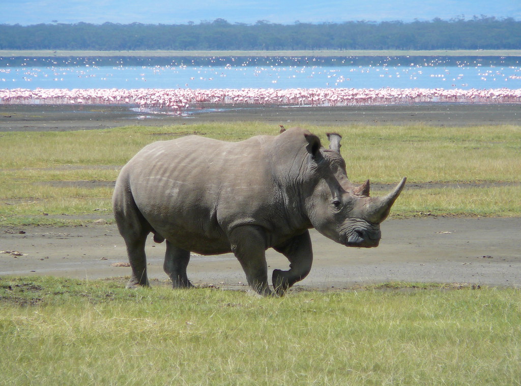 Rinoceronte bianco con i fenicotteri del Lago Nakuru sullo sfondo