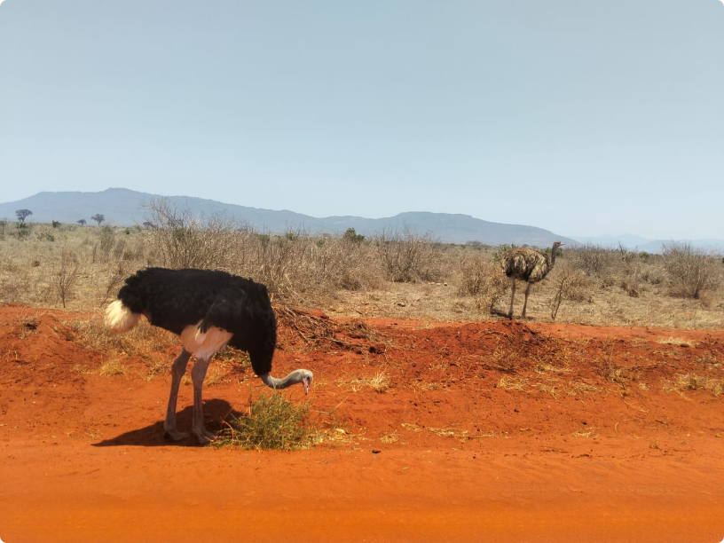 Struzzo nella savana lungo una pista di terra rossa