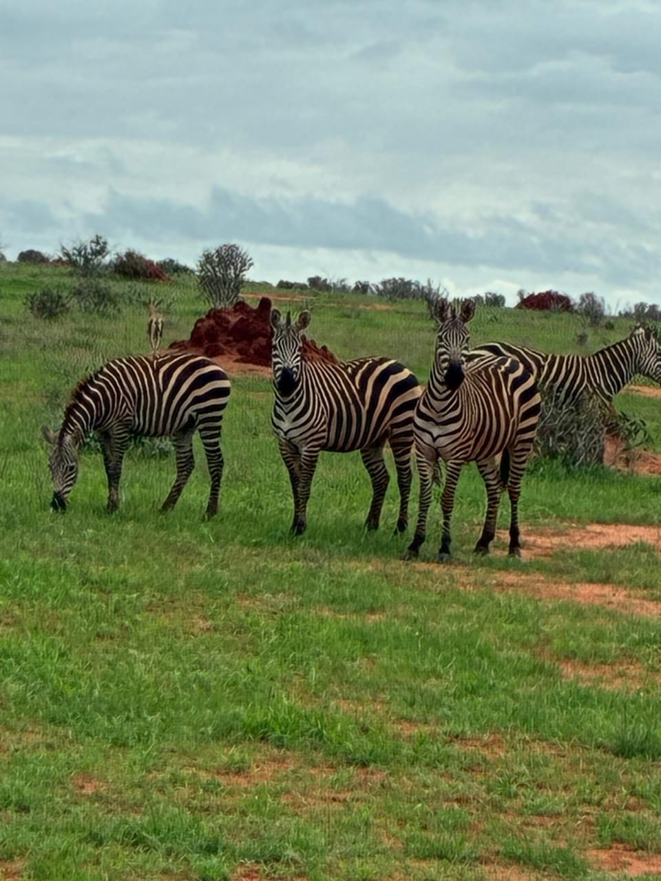 Zebre nella vegetazione verde della savana