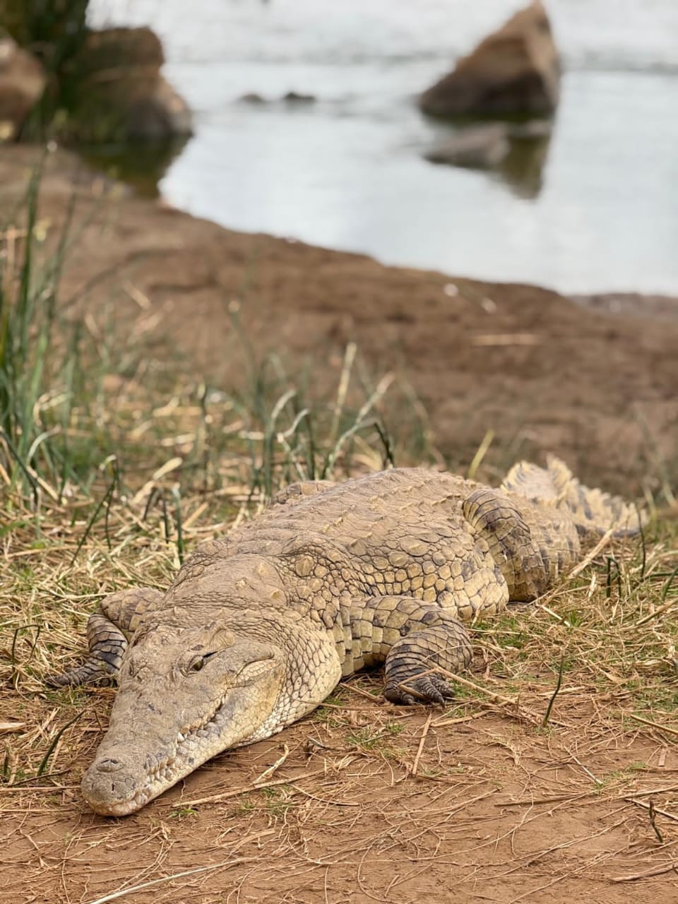 Coccodrillo osservato da vicino durante il viaggio