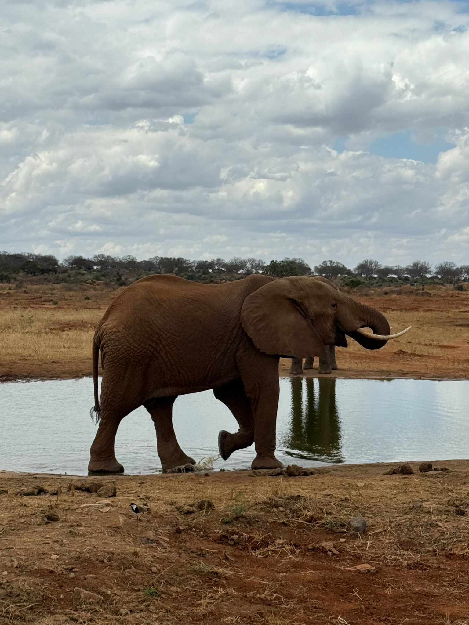 Elefante in cammino vicino a una pozza sotto un cielo carico di nuvole