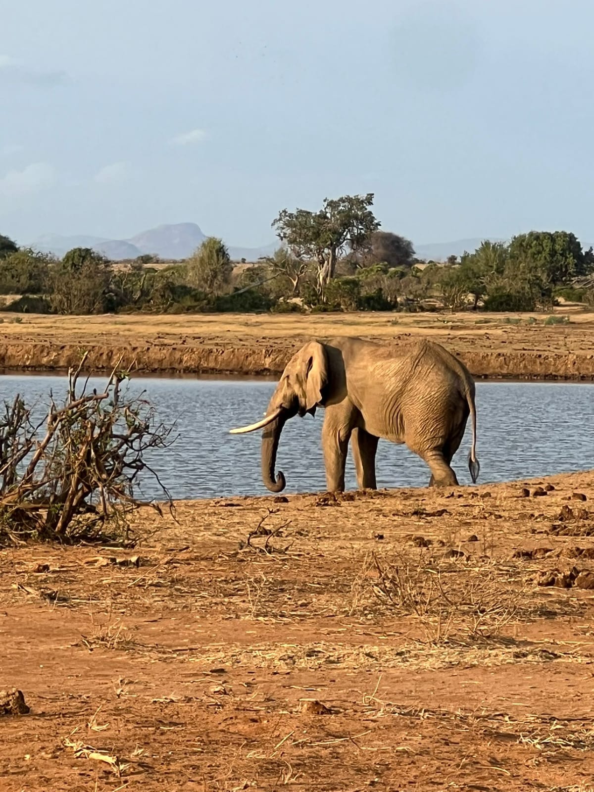 Elefante vicino a una pozza con le colline all’orizzonte