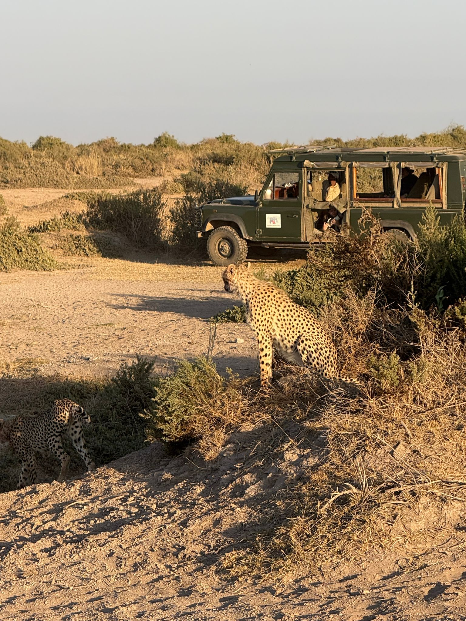 Ghepardo nella savana accanto a una jeep da safari