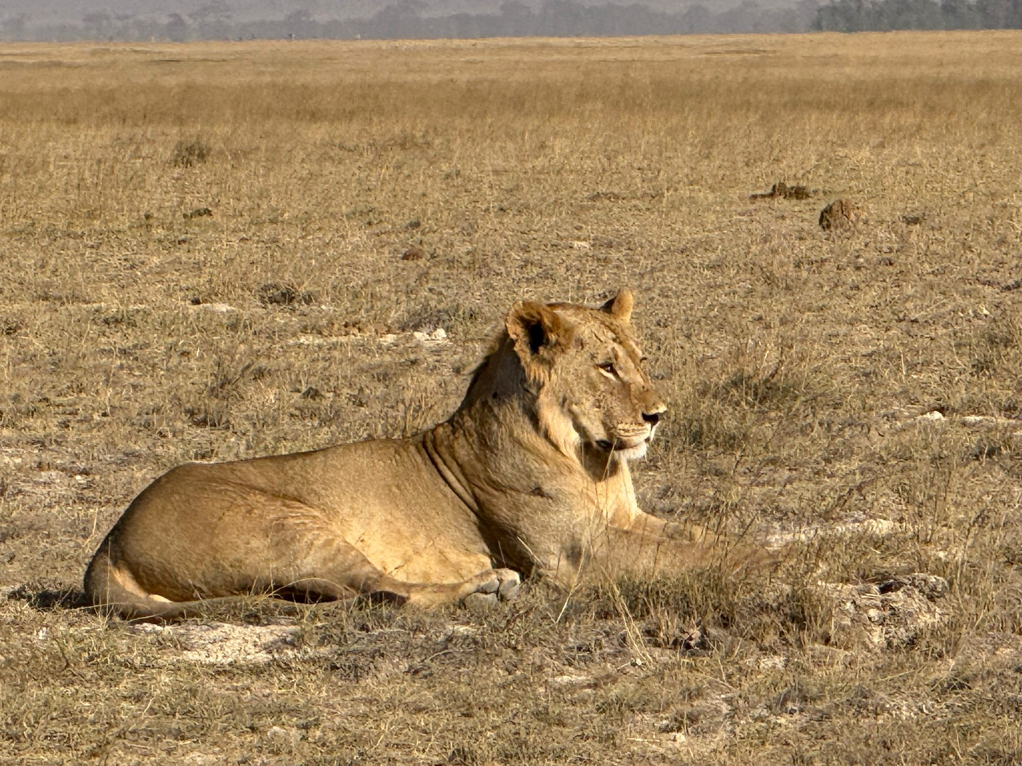 Leonessa distesa nella grande pianura dello Tsavo Est