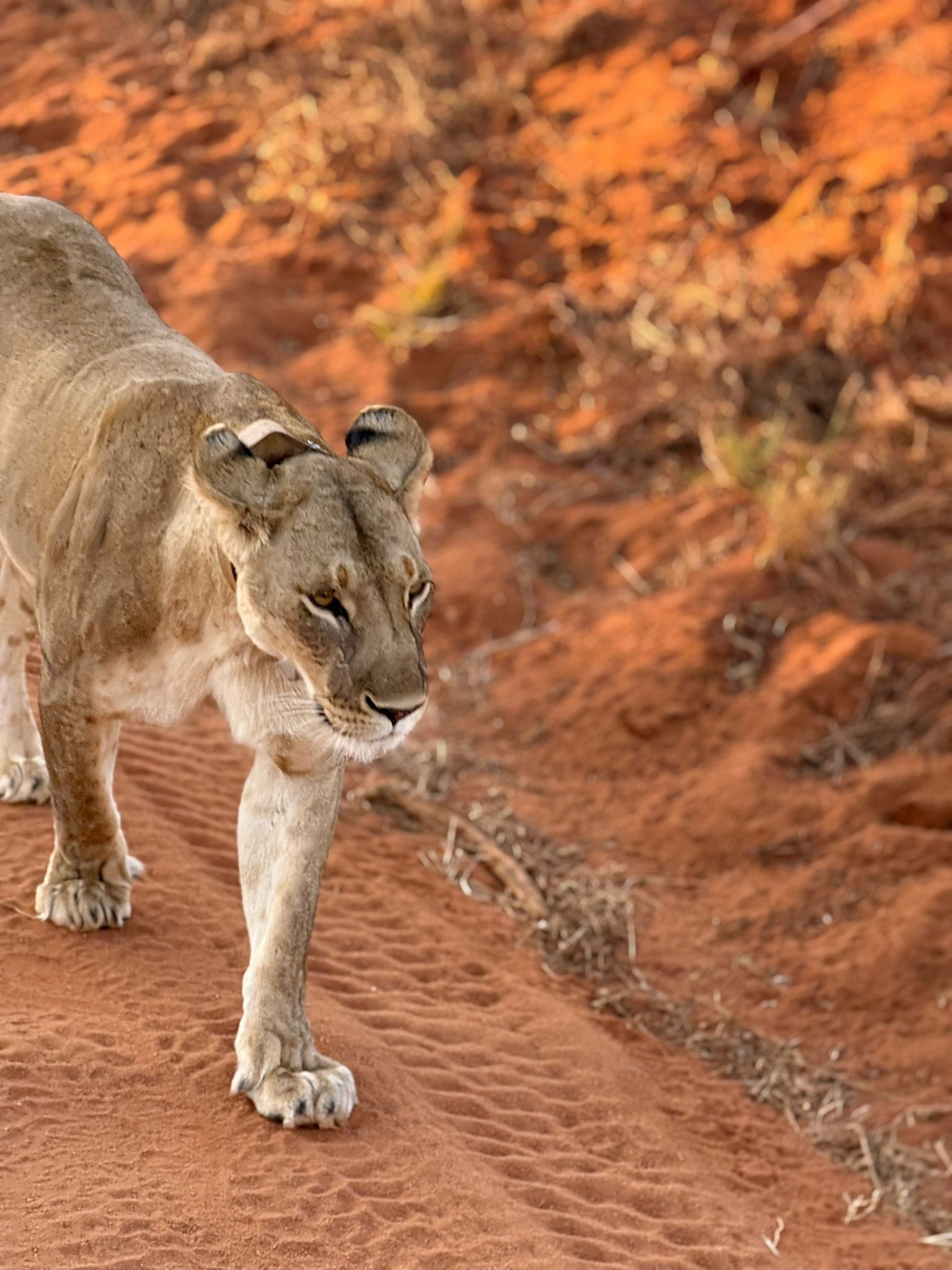 Leonessa che cammina sulla terra rossa dello Tsavo Est