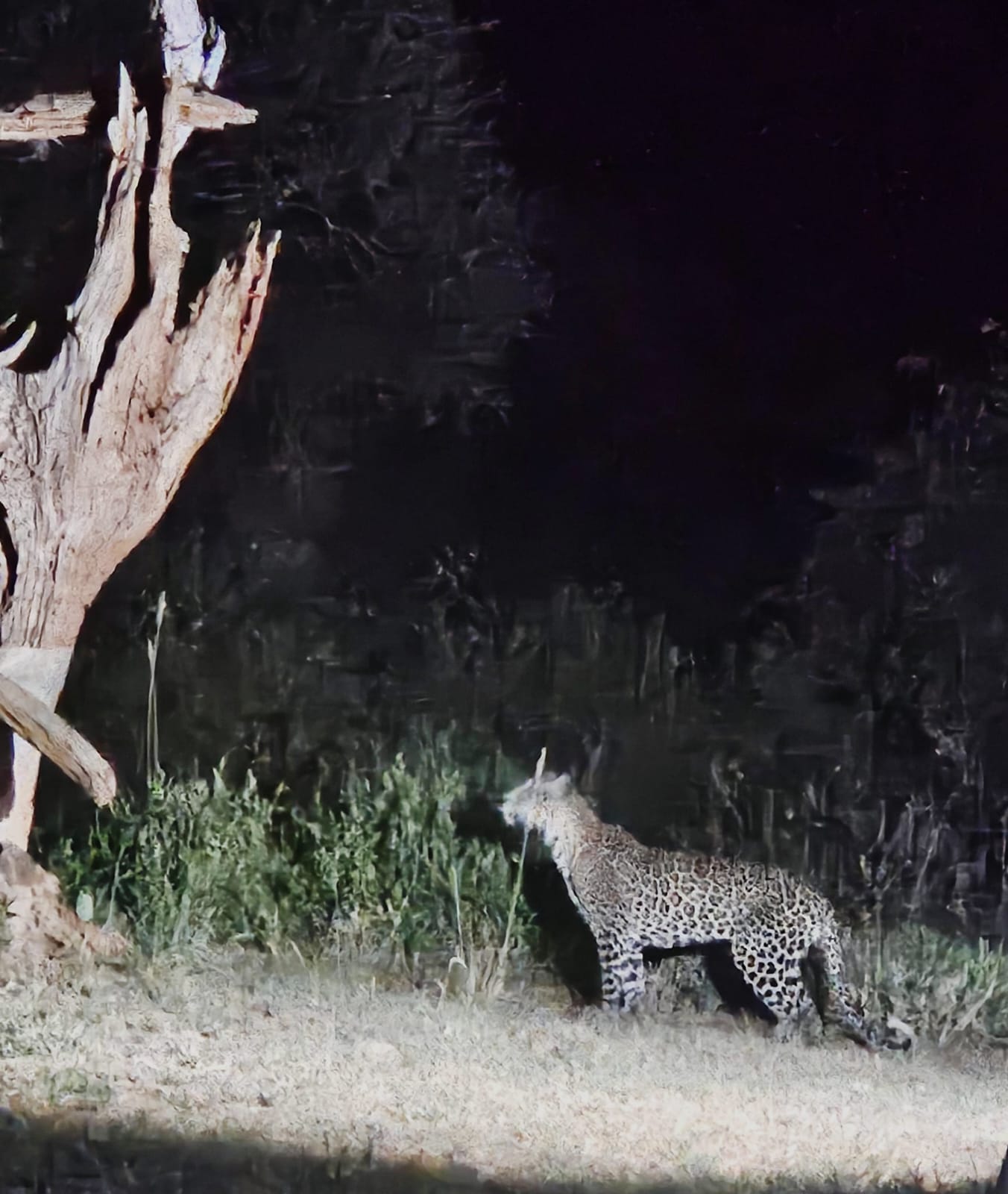 Leopardo avvistato di notte vicino a un albero