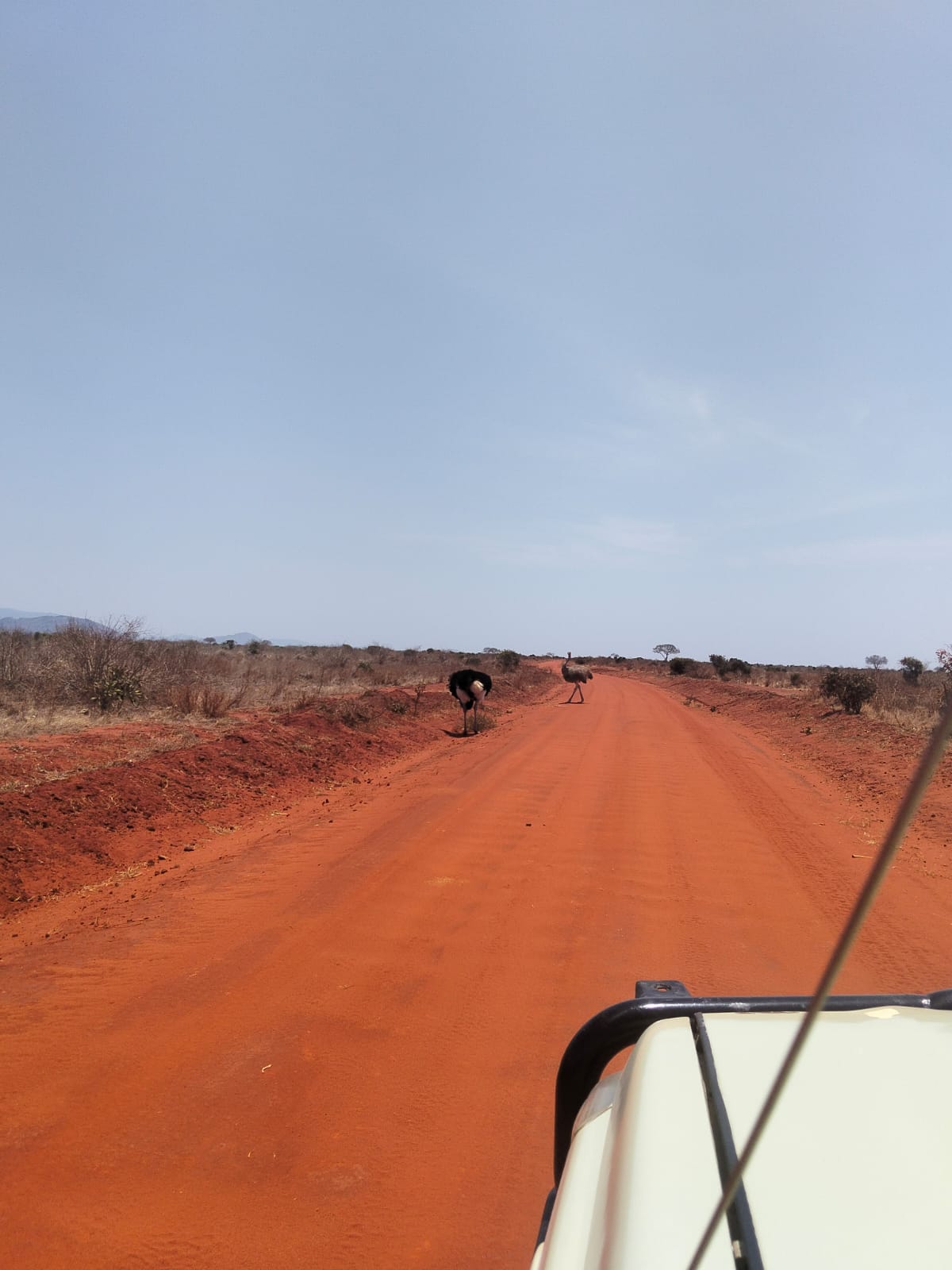 Pista rossa dello Tsavo Est vista dalla jeep con struzzi in lontananza