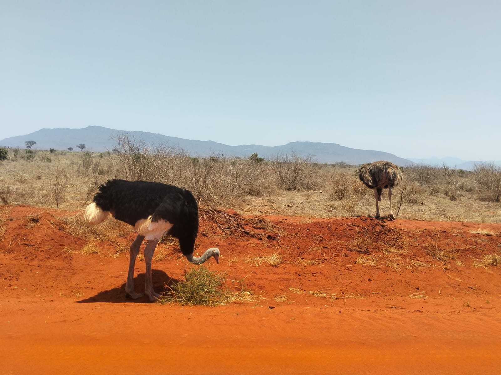 Struzzi sulla pista di terra rossa dello Tsavo Est
