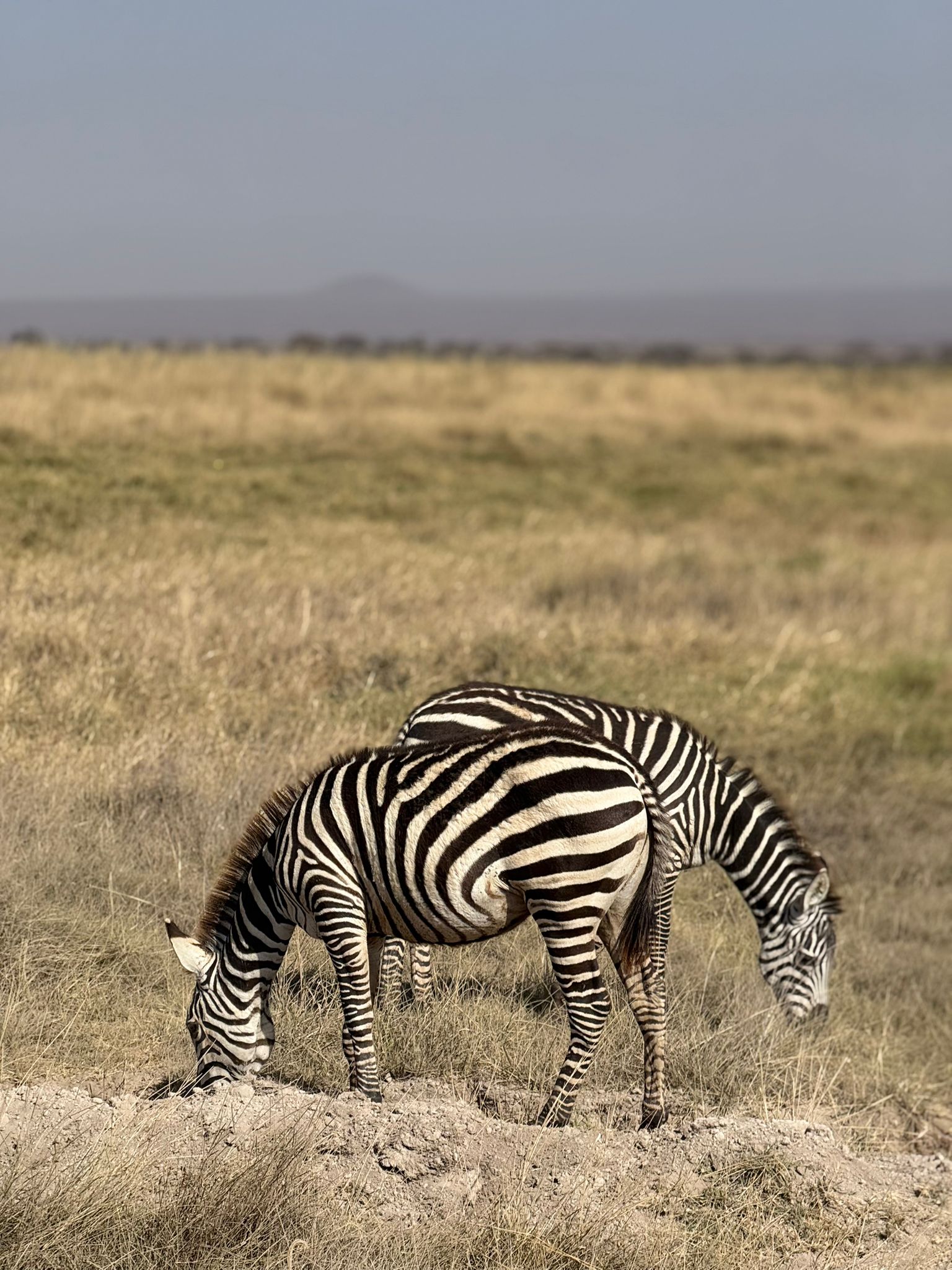 Zebra che pascola nella savana dello Tsavo Est