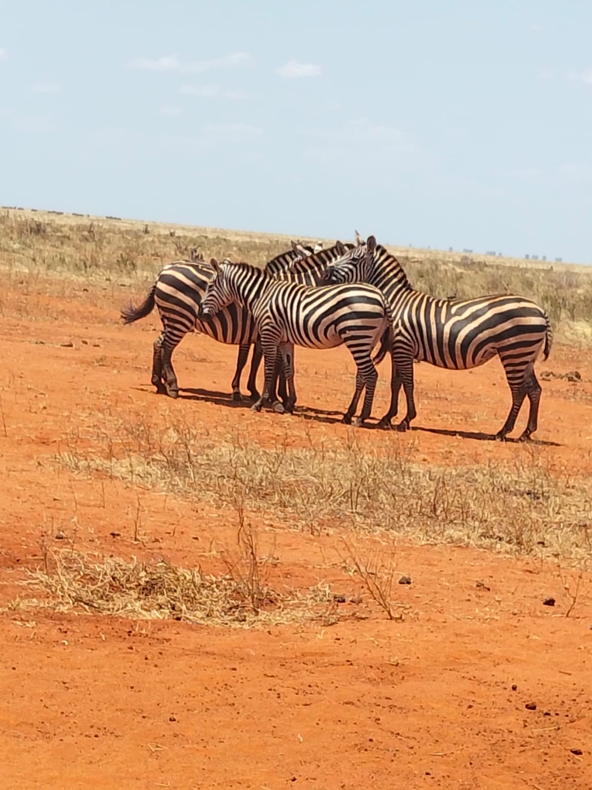 Branco di zebre sulla terra rossa dello Tsavo Est